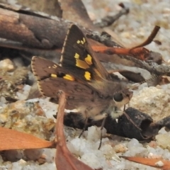 Trapezites phigalioides at Paddys River, ACT - 26 Nov 2018 10:44 AM