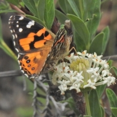 Vanessa kershawi (Australian Painted Lady) at Paddys River, ACT - 26 Nov 2018 by JohnBundock