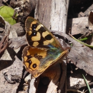 Argynnina cyrila at Farringdon, NSW - 25 Nov 2018