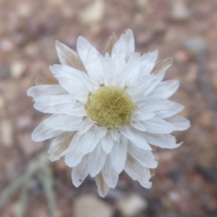 Leucochrysum albicans subsp. tricolor (Hoary Sunray) at Carwoola, NSW - 24 Nov 2018 by Christine