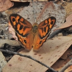 Heteronympha merope (Common Brown Butterfly) at Paddys River, ACT - 25 Nov 2018 by JohnBundock