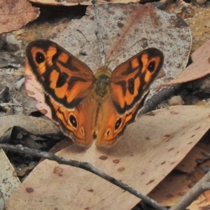 Heteronympha merope at Paddys River, ACT - 26 Nov 2018 09:40 AM