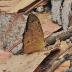 Heteronympha merope at Paddys River, ACT - 26 Nov 2018 09:40 AM