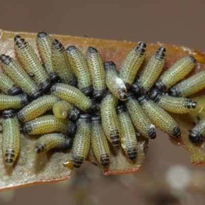 Paropsis atomaria (Eucalyptus leaf beetle) at Acton, ACT - 25 Nov 2018 by TimL