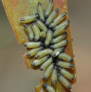 Paropsis atomaria at Acton, ACT - 25 Nov 2018