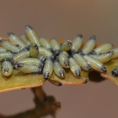 Paropsis atomaria at Acton, ACT - 25 Nov 2018