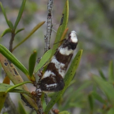 Isomoralla eriscota (Philobota Group) at Carwoola, NSW - 25 Nov 2018 by Christine