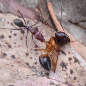 Iridomyrmex purpureus at Carwoola, NSW - 25 Nov 2018