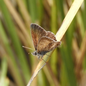 Neolucia agricola at Hackett, ACT - 26 Nov 2018 01:20 PM