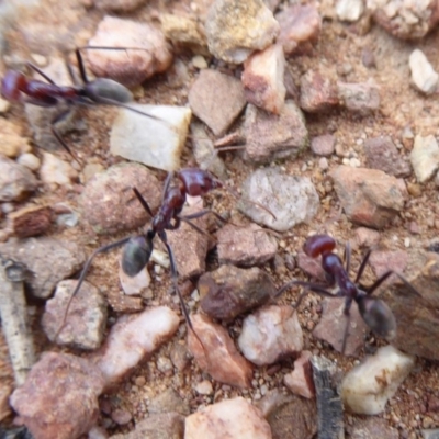 Iridomyrmex purpureus (Meat Ant) at Carwoola, NSW - 25 Nov 2018 by Christine