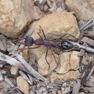 Myrmecia simillima at Carwoola, NSW - 25 Nov 2018