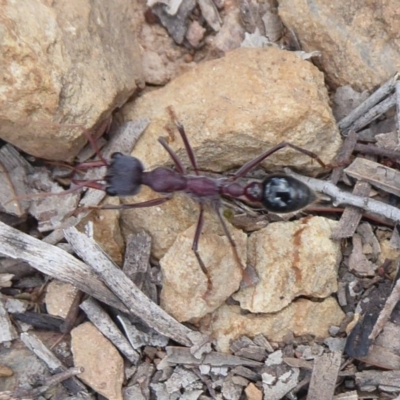 Myrmecia simillima (A Bull Ant) at Carwoola, NSW - 25 Nov 2018 by Christine