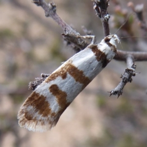 Philobota impletella Group at Carwoola, NSW - 25 Nov 2018