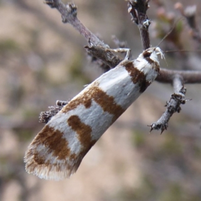 Philobota impletella Group (A concealer moth) at Carwoola, NSW - 25 Nov 2018 by Christine
