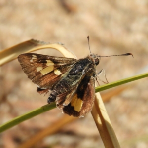 Trapezites phigalioides at Hackett, ACT - 26 Nov 2018 01:24 PM