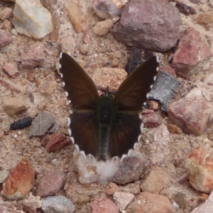 Neolucia agricola at Carwoola, NSW - 25 Nov 2018 02:06 PM