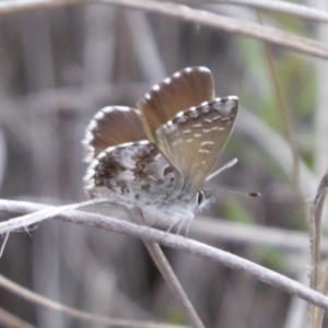 Neolucia agricola at Carwoola, NSW - 25 Nov 2018