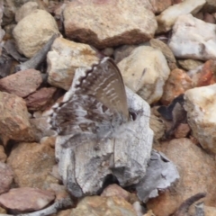 Neolucia agricola at Carwoola, NSW - 25 Nov 2018 02:06 PM