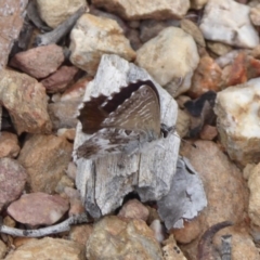 Neolucia agricola at Carwoola, NSW - 25 Nov 2018 02:06 PM