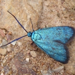 Pollanisus (genus) (A Forester Moth) at Carwoola, NSW - 25 Nov 2018 by Christine