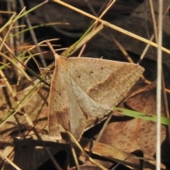 Epidesmia hypenaria (Long-nosed Epidesmia) at Paddys River, ACT - 26 Nov 2018 by JohnBundock