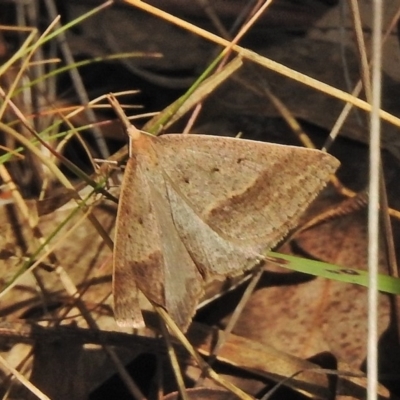 Epidesmia hypenaria (Long-nosed Epidesmia) at Paddys River, ACT - 25 Nov 2018 by JohnBundock