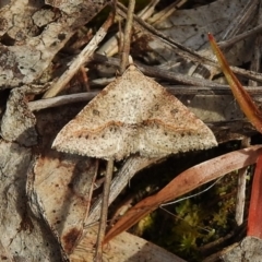 Taxeotis stereospila (Oval-spot Taxeotis (Oenochrominae) at Paddys River, ACT - 26 Nov 2018 by JohnBundock