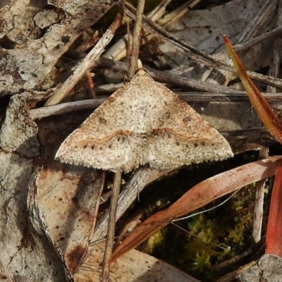 Taxeotis stereospila (Taxeotis stereospila) at Paddys River, ACT - 25 Nov 2018 by JohnBundock