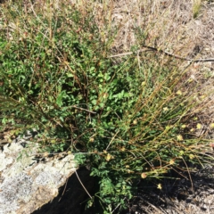 Sanguisorba minor (Salad Burnet, Sheep's Burnet) at Hughes, ACT - 26 Nov 2018 by ruthkerruish