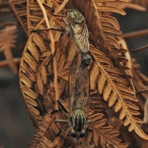 Dolopus rubrithorax at Paddys River, ACT - 26 Nov 2018