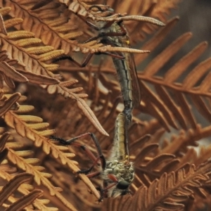 Dolopus rubrithorax at Paddys River, ACT - 26 Nov 2018