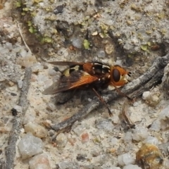 Microtropesa sp. (genus) (Tachinid fly) at Paddys River, ACT - 26 Nov 2018 by JohnBundock