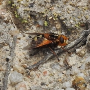 Microtropesa sp. (genus) at Paddys River, ACT - 26 Nov 2018