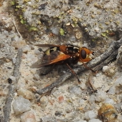 Microtropesa sp. (genus) (Tachinid fly) at Paddys River, ACT - 26 Nov 2018 by JohnBundock