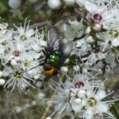 Amenia sp. (genus) (Yellow-headed Blowfly) at Tura Beach, NSW - 24 Nov 2018 by StarHair