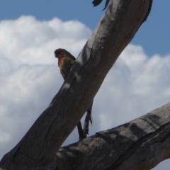 Platycercus elegans (Crimson Rosella) at Deakin, ACT - 26 Nov 2018 by JackyF