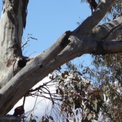 Platycercus elegans at Deakin, ACT - 26 Nov 2018