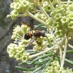 Eumeninae (subfamily) (Unidentified Potter wasp) at Tura Beach, NSW - 24 Nov 2018 by StarHair