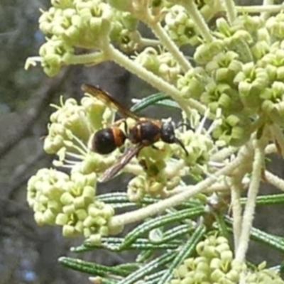 Eumeninae (subfamily) (Unidentified Potter wasp) at Tura Beach, NSW - 24 Nov 2018 by StarHair