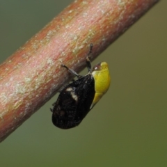 Chaetophyes compacta (Tube spittlebug) at Acton, ACT - 25 Nov 2018 by TimL