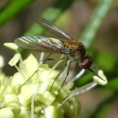 Geron sp. (genus) (Slender Bee Fly) at Tura Beach, NSW - 24 Nov 2018 by StarHair