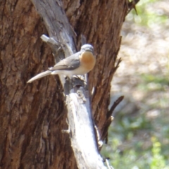 Myiagra rubecula (Leaden Flycatcher) at Deakin, ACT - 26 Nov 2018 by JackyF