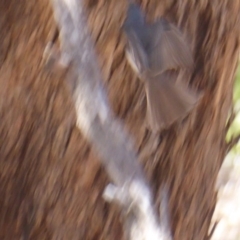 Myiagra rubecula at Deakin, ACT - 26 Nov 2018