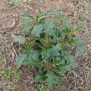 Solanum cinereum at Deakin, ACT - 25 Nov 2018