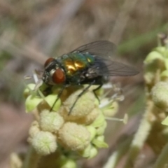 Lucilia cuprina (Australian sheep blowfly) at Tura Beach, NSW - 24 Nov 2018 by StarHair