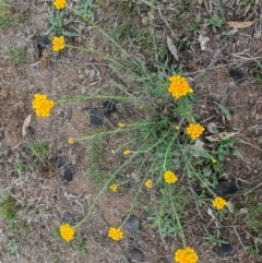 Chrysocephalum semipapposum (Clustered Everlasting) at Hughes, ACT - 25 Nov 2018 by JackyF