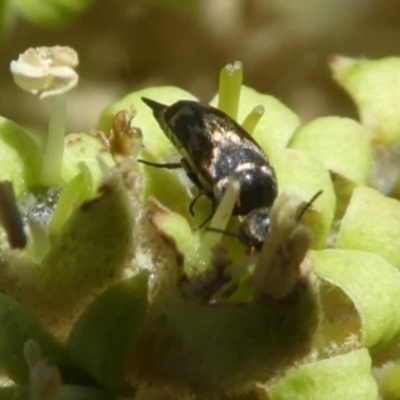 Mordella sp. (genus) (Pintail or tumbling flower beetle) at Tura Beach, NSW - 24 Nov 2018 by StarHair