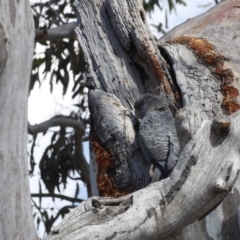 Callocephalon fimbriatum (Gang-gang Cockatoo) at GG156 - 26 Nov 2018 by JackyF