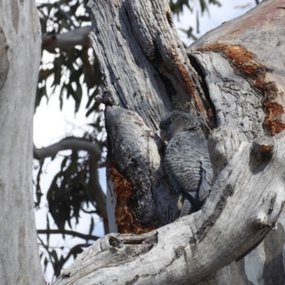 Callocephalon fimbriatum (Gang-gang Cockatoo) at Deakin, ACT - 26 Nov 2018 by JackyF