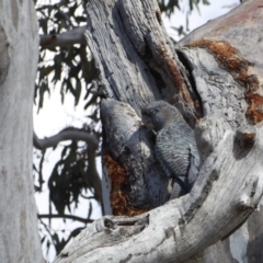 Callocephalon fimbriatum at Deakin, ACT - suppressed